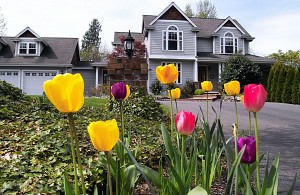 tulips_house